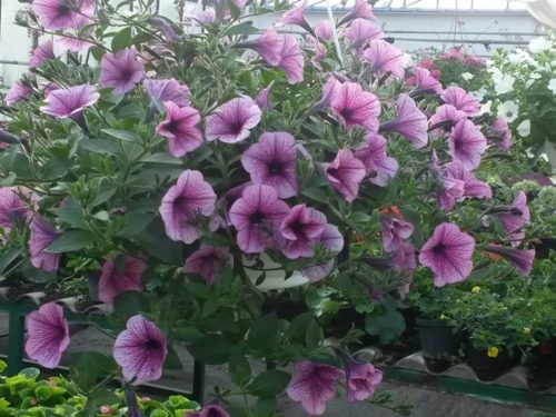 Maslina Istarska bjelica Rasadnik Franceskija